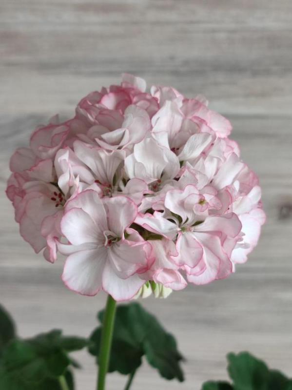 Сортовые пеларгонии -цветущие или набирающие цвет в горшочках. - Орск