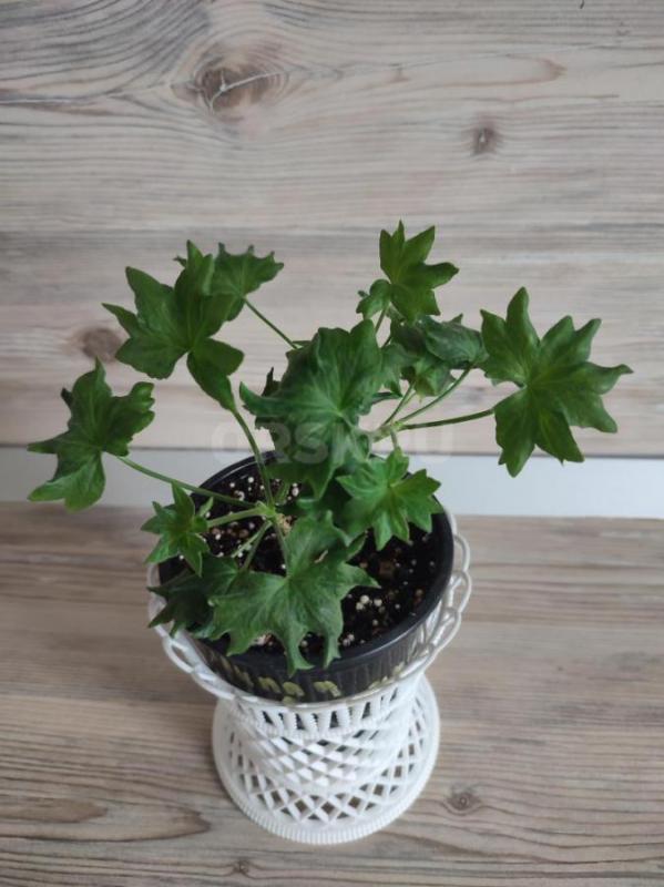 Сортовые пеларгонии -цветущие или набирающие цвет в горшочках. - Орск