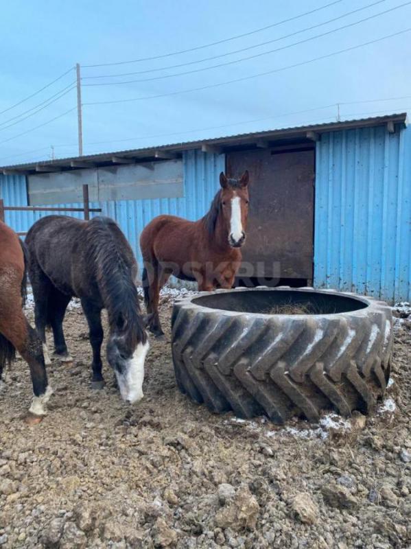 Продам или обмен  на КРС 2 жеребца 1,9года, мощные высокие на откорме с 20 августа - Новоорск