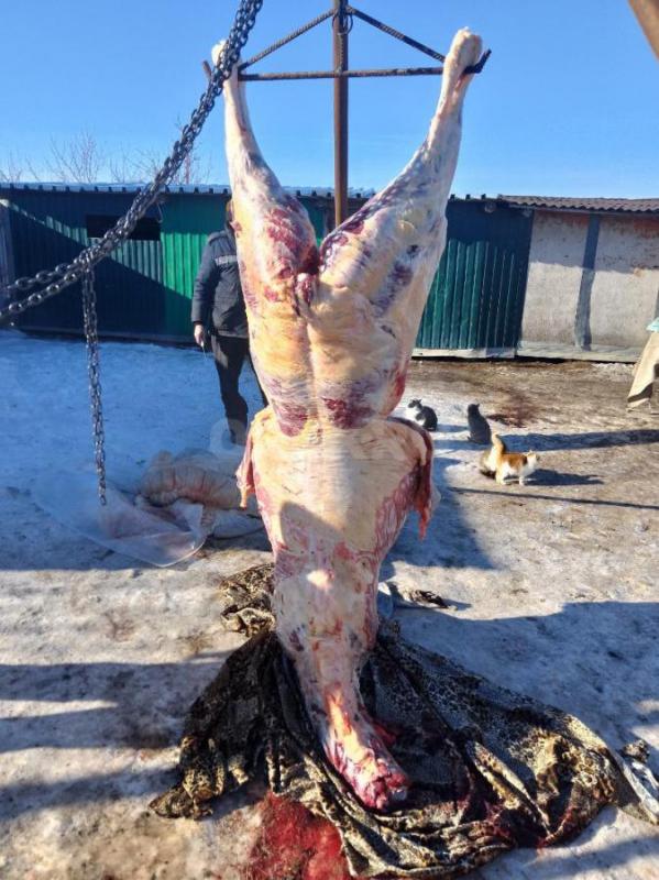 Продам или обмен  на КРС 2 жеребца 1,9года, мощные высокие на откорме с 20 августа - Новоорск