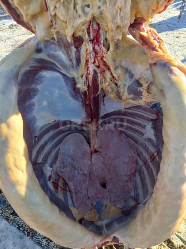 Продам или обмен  на КРС 2 жеребца 1,9года, мощные высокие на откорме с 20 августа - Новоорск