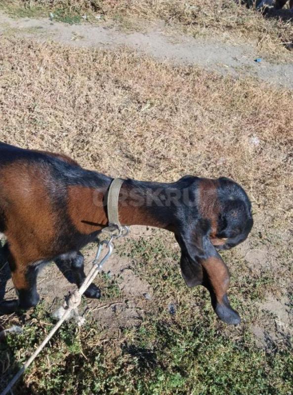 Дойная  нубийская коза, молоко  вкусненькое  и Коза  Нубо-камори  под покрытие ,козам по два года. - Орск