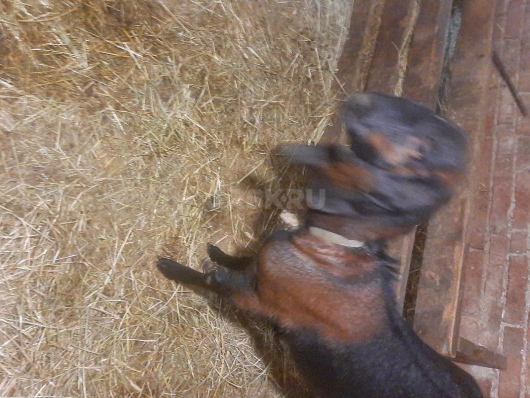 Дойная  нубийская коза, молоко  вкусненькое  и Коза  Нубо-камори  под покрытие ,козам по два года. - Орск