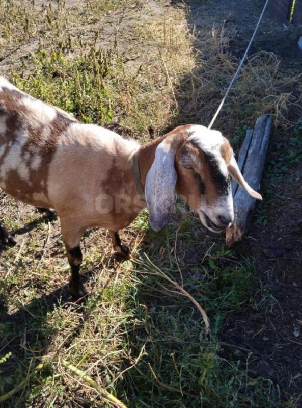 Дойная  нубийская коза, молоко  вкусненькое  и Коза  Нубо-камори  под покрытие ,козам по два года. - Орск