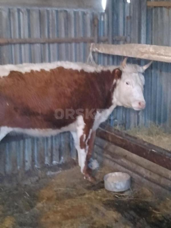 Продам телку 2,5 лет помесь герефорд-калмык справная. - Орск