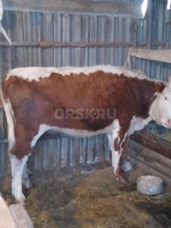 Продам телку 2,5 лет помесь герефорд-калмык справная. - Орск