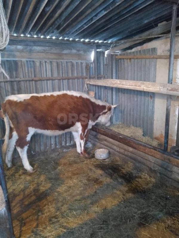 Продам телку 2,5 лет помесь герефорд-калмык справная. - Орск