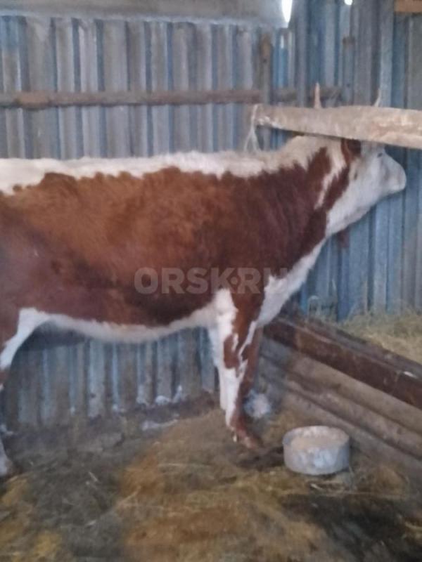 Продам телку 2,5 лет помесь герефорд-калмык справная. - Орск