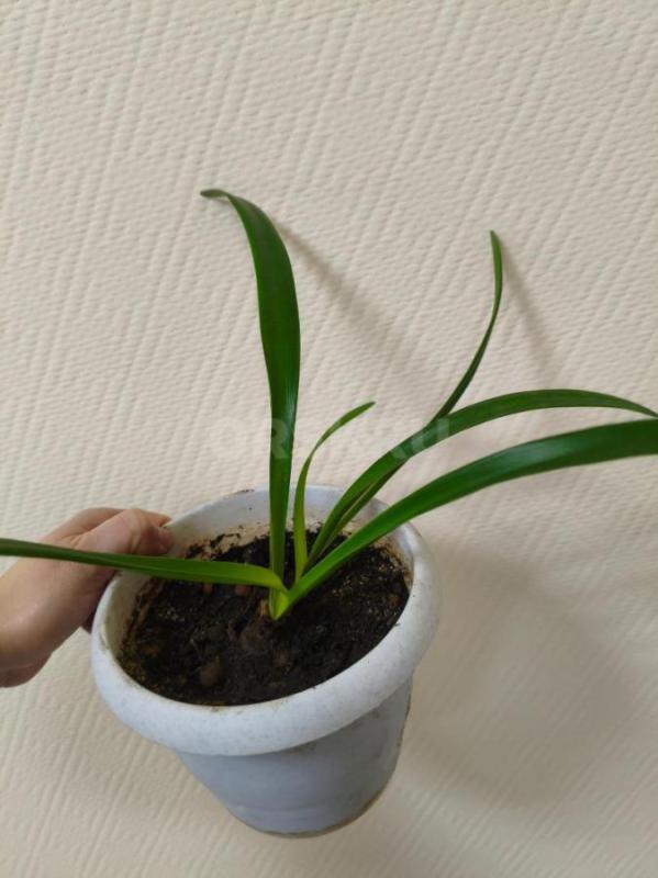 Продам комнатные цветы. - Орск