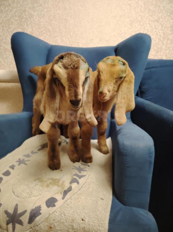 Продам козлят . - Орск