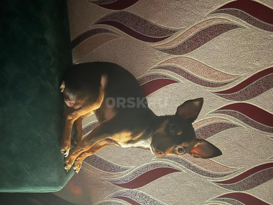 Помогите пожалуйста убежала собака в Новогоднюю ночь район 6 школа ул Стасова ,тойтерьер по клички М - Орск