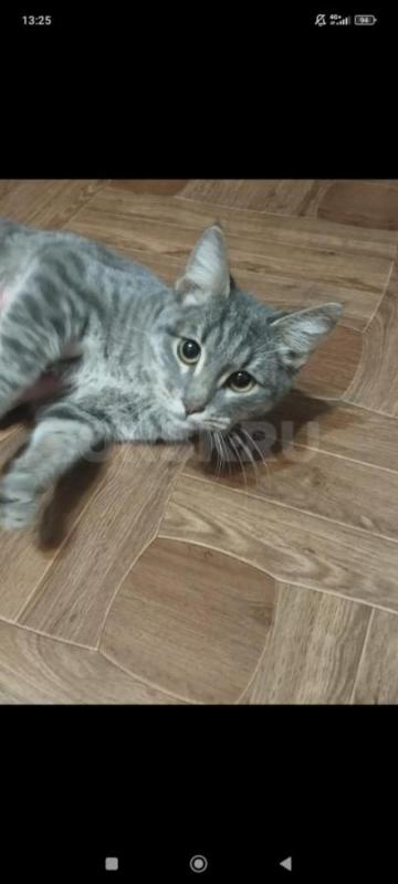 Симпатичный котик очень хочет найти дом и  самых любящих и заботливых хозяев. - Орск