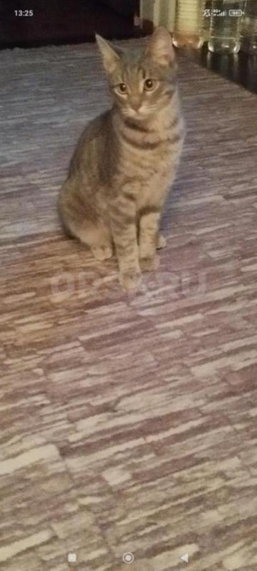 Симпатичный котик очень хочет найти дом и  самых любящих и заботливых хозяев. - Орск