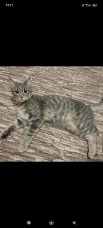 Симпатичный котик очень хочет найти дом и  самых любящих и заботливых хозяев. - Орск