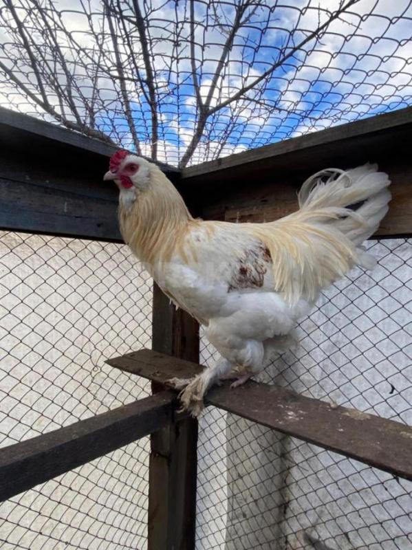 Продам петухов. (негде держать). - Орск