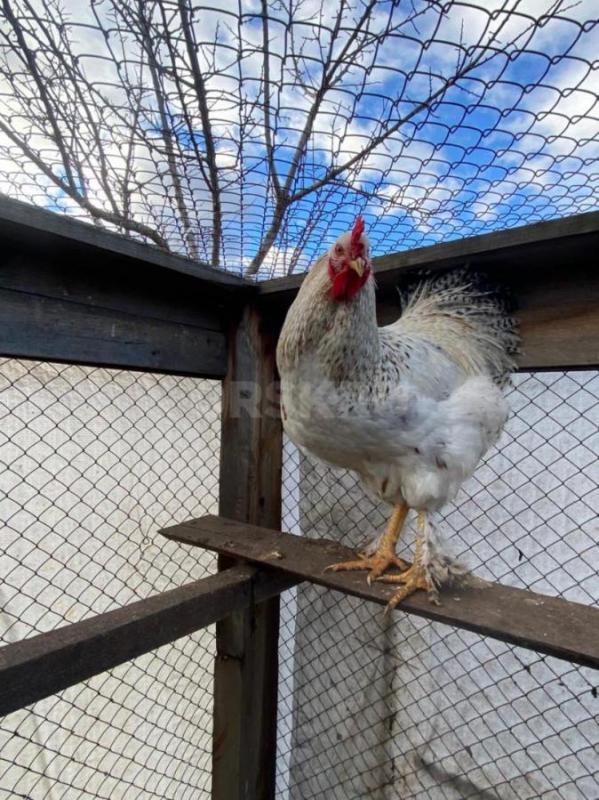 Продам петухов. (негде держать). - Орск