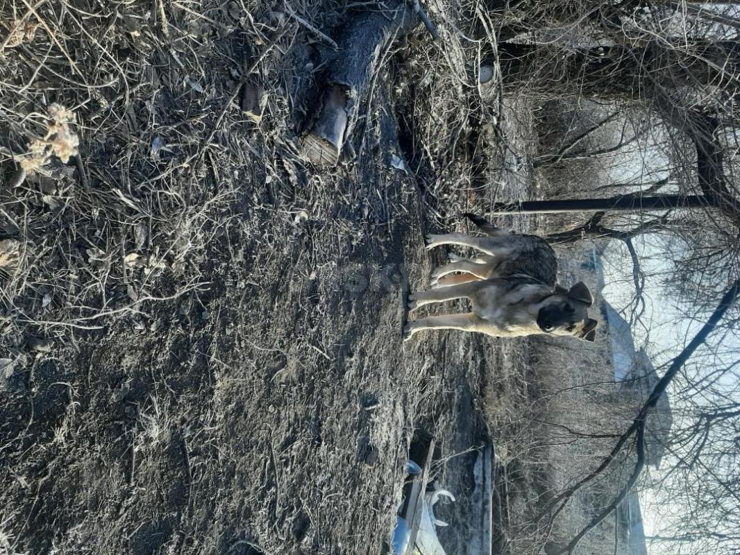 Щенки 5 месяцев, девочка стерилизованная и кобелек,  живут на улице, в теплой будке, коммуникабельны - Орск