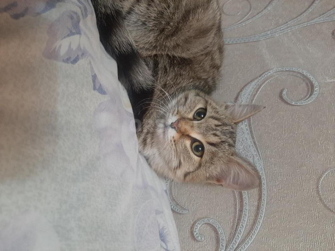 Кошечка 4-5 месяцев, ласковая, домашняя, горшок знает - Орск