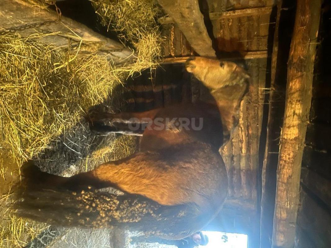 Продам лошадь кобылу рабочая - Орск