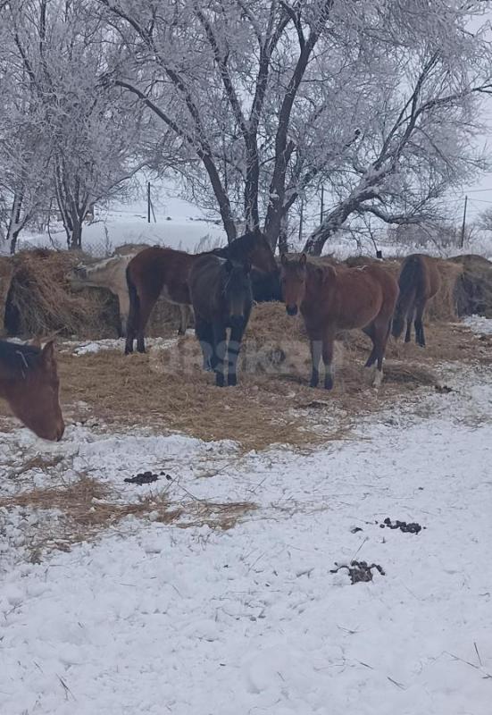 Продам жеребят 10 голов, 5 кобылок и 5 жеребчиков, по 45000 рублей. - Ясный