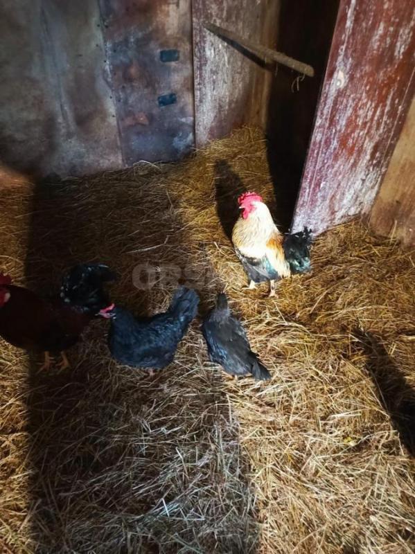 Продам петухов, 8 месяцев, 500руб. - Орск