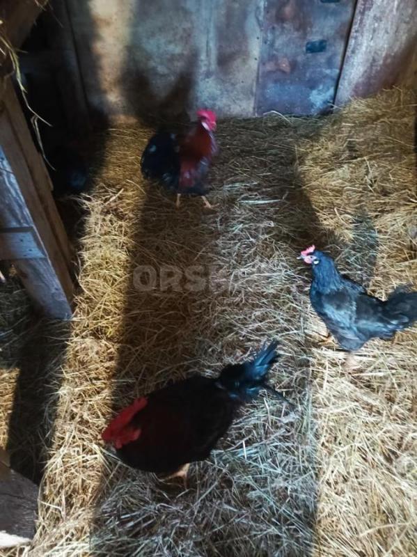 Продам петухов, 8 месяцев, 500руб. - Орск