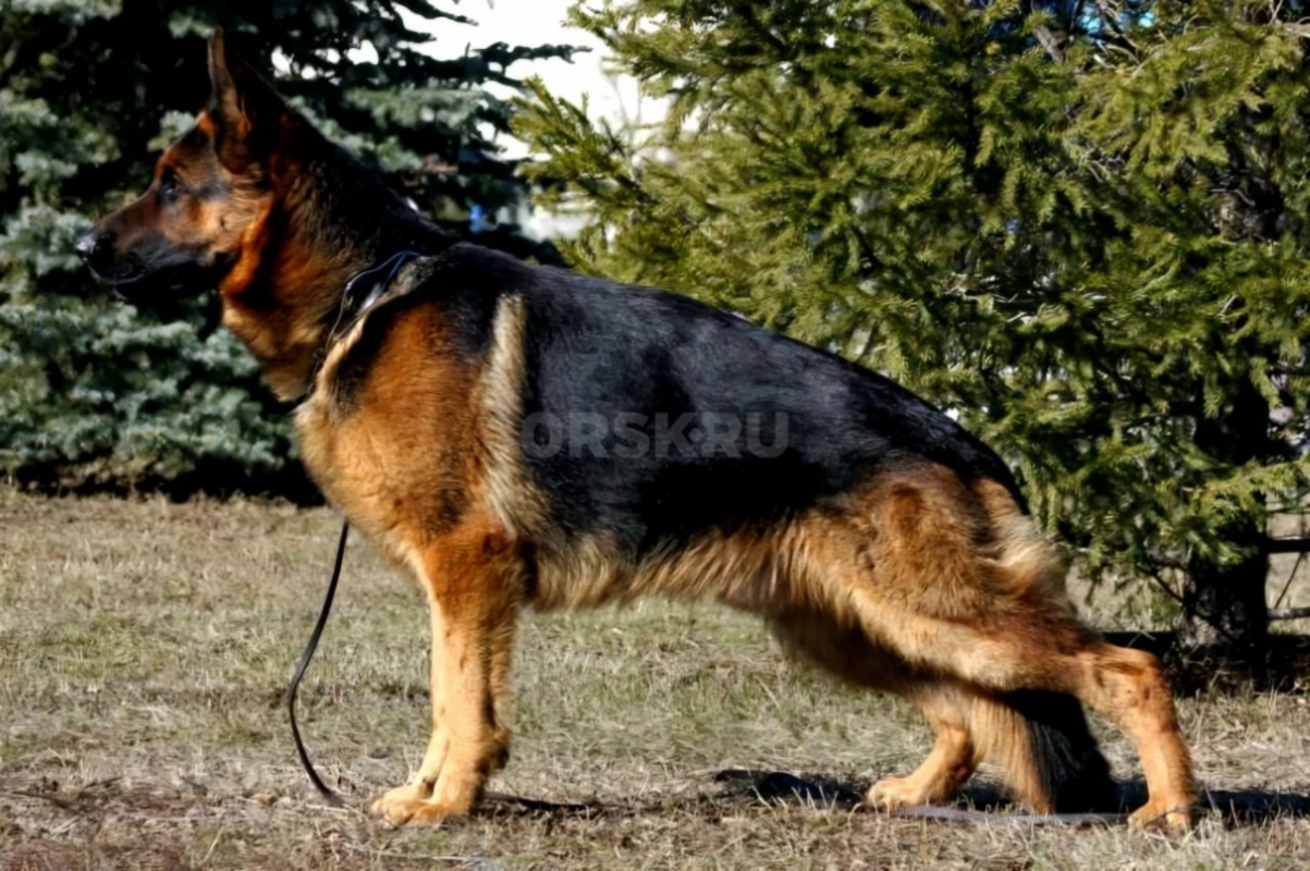 Щенок немецкой овчарки.(девочка) Д.р. 24.08.25  ( 4 месяца.). . - Орск