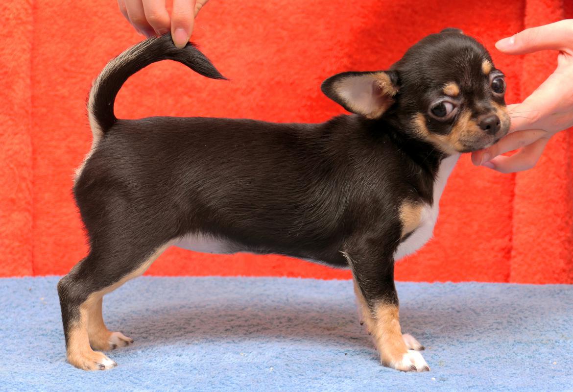 Продаются шикарные, яркие, активные  щенки чихуахуа. - Новотроицк