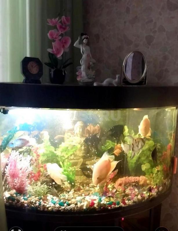 Угловой аквариум с тумбочкой, объем 160 литров, с крупными рыбками (11 штук), компрессором для возду - Орск