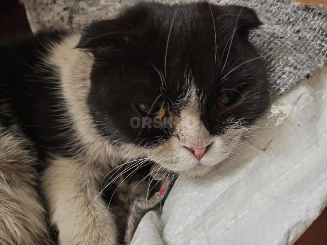 Найдена кошечка, прибилась на предприятие! - Орск