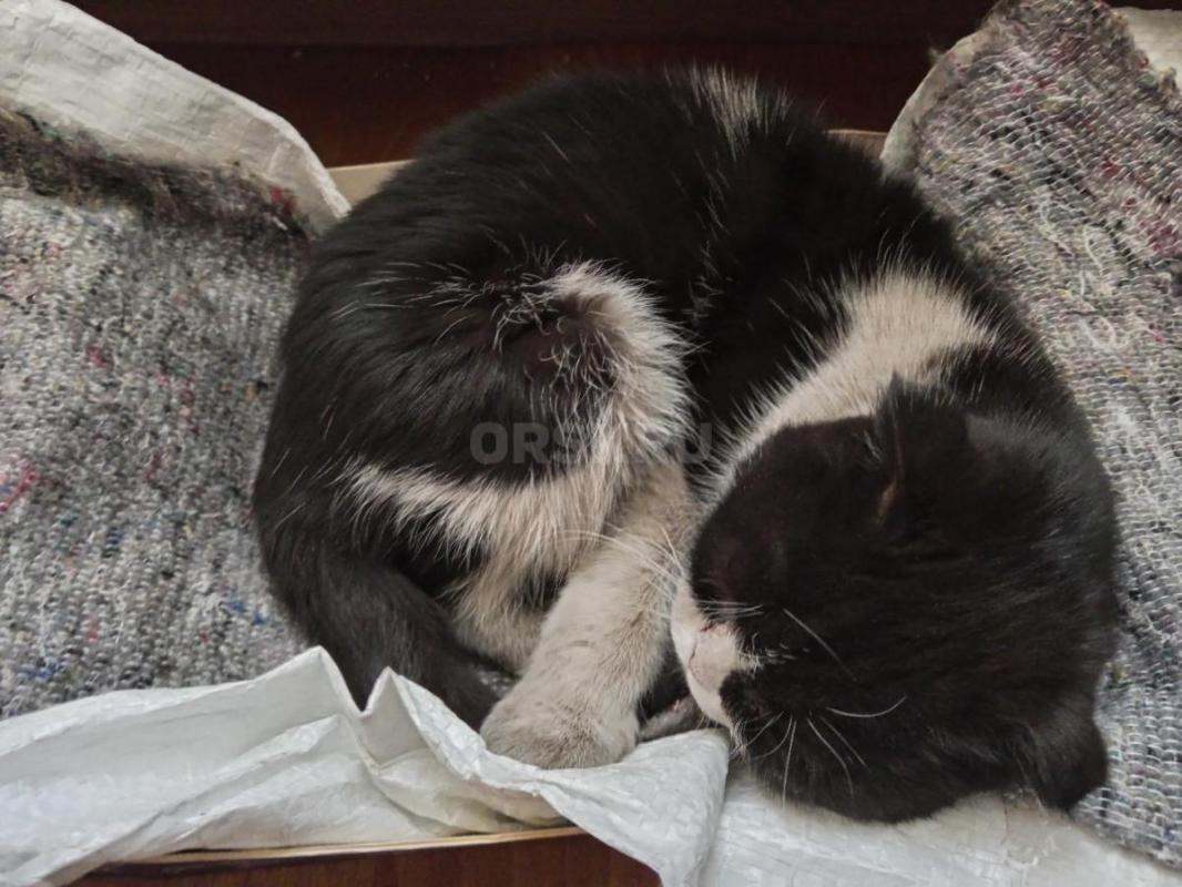 Найдена кошечка, прибилась на предприятие! - Орск