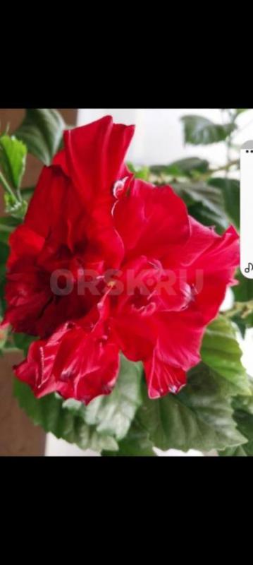 Гибискус - Орск