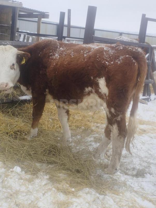 Продам телку год и десять месяцев, ручная, цена 75 т. - Орск