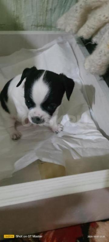 продам щенков 
чихуашки 
2 девочки, 3 мальчика
кушают самостоятельно, к пелёнке приучены. - Орск