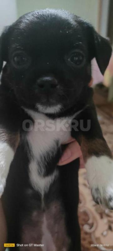 продам щенков 
чихуашки 
2 девочки, 3 мальчика
кушают самостоятельно, к пелёнке приучены. - Орск