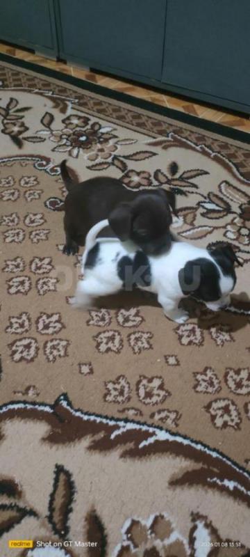 продам щенков 
чихуашки 
2 девочки, 3 мальчика
кушают самостоятельно, к пелёнке приучены. - Орск