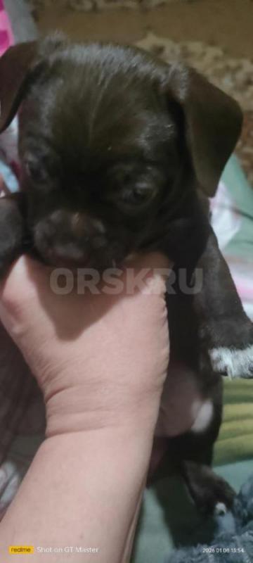 продам щенков 
чихуашки 
2 девочки, 3 мальчика
кушают самостоятельно, к пелёнке приучены. - Орск