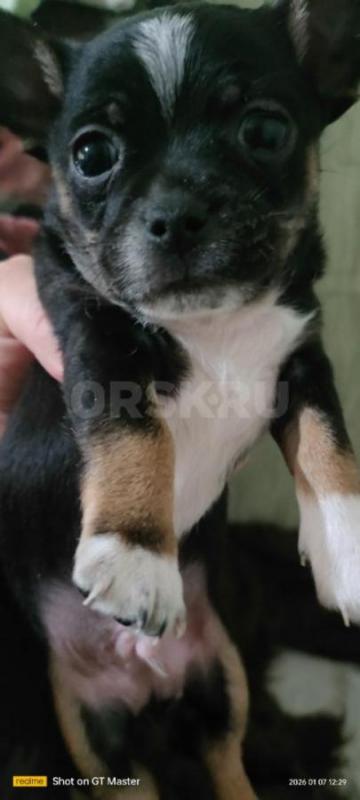 продам щенков 
чихуашки 
2 девочки, 3 мальчика
кушают самостоятельно, к пелёнке приучены. - Орск