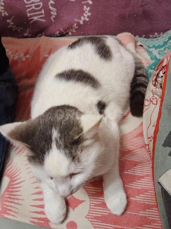 SOS- у них умерла хозяйка. - Орск