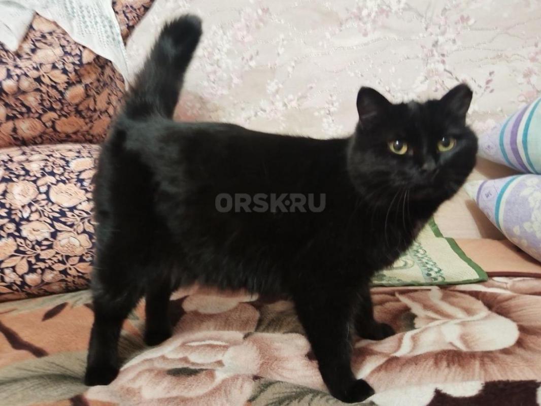 SOS- у них умерла хозяйка. - Орск