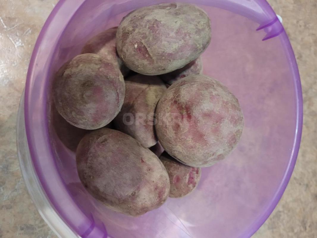 продам домашний картофель 60р   1кг возможна доставка - Орск