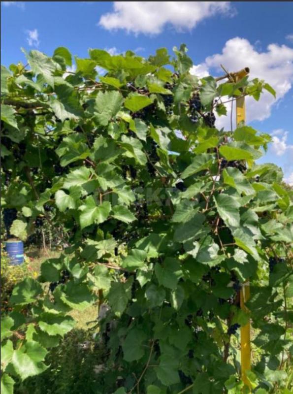 Продается сад на садах №8 с домиком. - Новотроицк