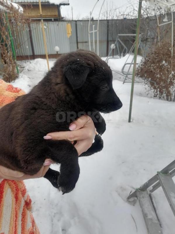 Отдам щенка в хорошие руки. - Орск