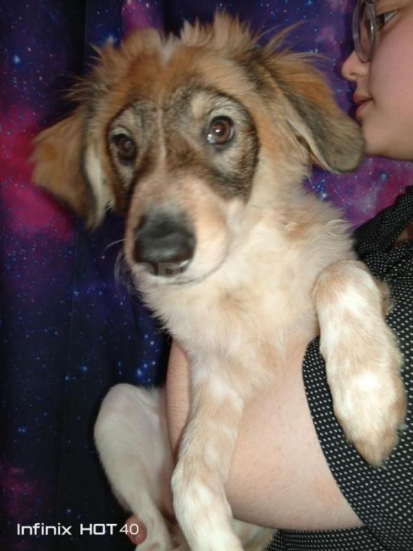 В нашем доме появились чудесные малыши, которые ищут своих любящих хозяев. - Орск