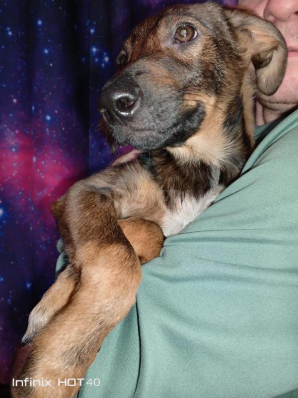 В нашем доме появились чудесные малыши, которые ищут своих любящих хозяев. - Орск