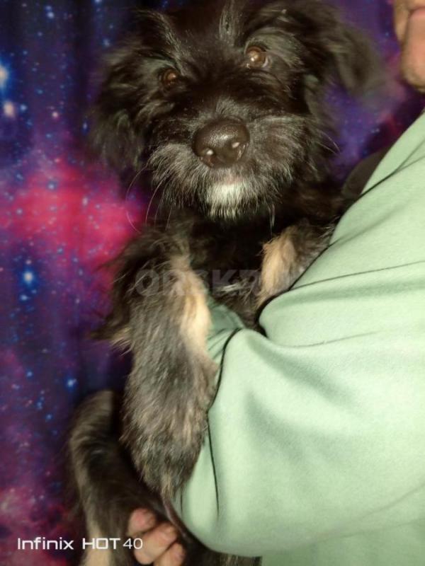 В нашем доме появились чудесные малыши, которые ищут своих любящих хозяев. - Орск