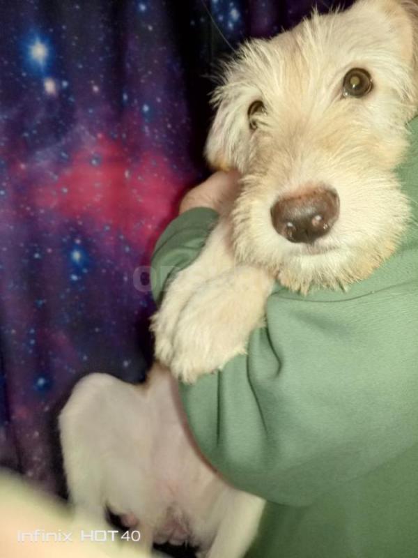 В нашем доме появились чудесные малыши, которые ищут своих любящих хозяев. - Орск