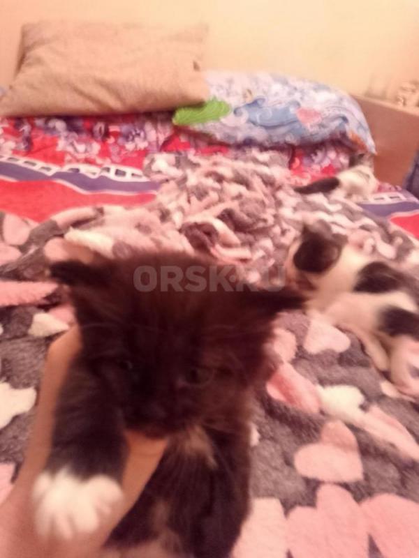 отдам в добрые руки котят, 2 девочки и черный мальчик, возраст 1 месяц - Орск