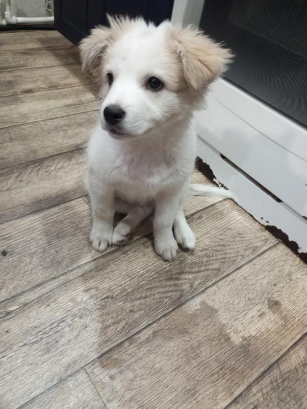 Отдам в свой дом мальчика,приучен к своему дому,активный,игривый щенок. - 