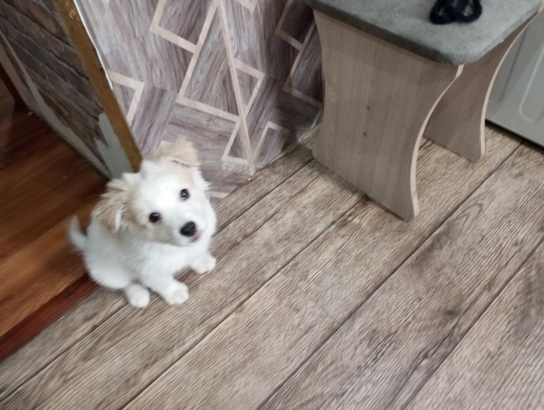 Отдам в в добрые руки щенка, мальчик,обработан от паразитов,добрый,игривый,любит детей. - Новотроицк